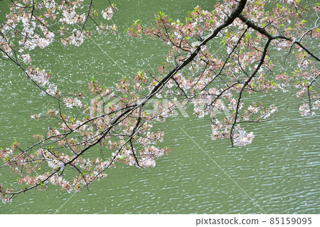 以綠色池塘為背景的櫻花 以綠色池塘為背景的櫻花 85159095