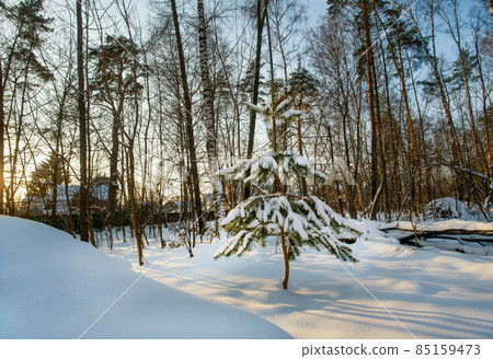 Small spruce with snow on branches in sunset in Moscow ( Moscow Oblast) Small spruce with snow on branches in sunset in Moscow ( Moscow Oblast) 85159473