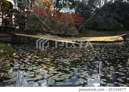 Water lotus pond with beautiful inner garden and reflection Koishikawa Korakuen Bunkyo-ku, Tokyo Water lotus pond with beautiful inner garden and reflection Koishikawa Korakuen Bunkyo-ku, Tokyo 85159477