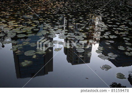 Buildings reflected in the water lotus pond in the inner garden Koishikawa Korakuen Bunkyo-ku, Tokyo Buildings reflected in the water lotus pond in the inner garden Koishikawa Korakuen Bunkyo-ku, Tokyo 85159478