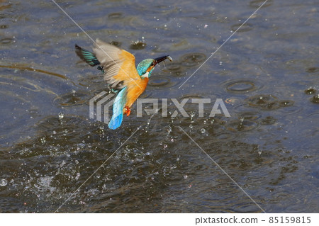 翠鳥捉魚離水 85159815
