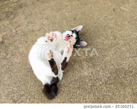 Whimsical kitten 85160251