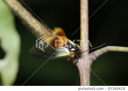 Pryeria sinica 雌性 Pryeria sinica 雌性 85160428