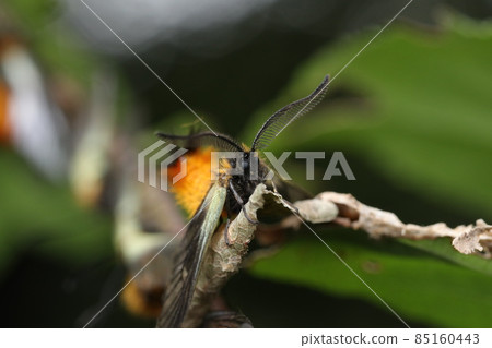Male of Pryeria sinica Male of Pryeria sinica 85160443