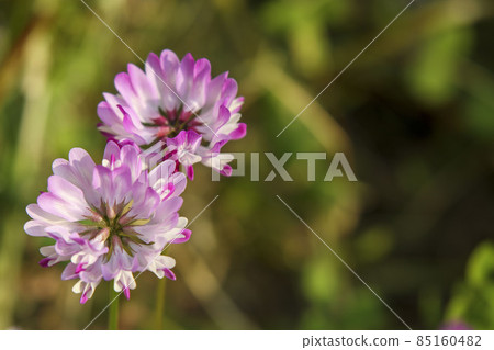 粉紅色的蓮花 85160482