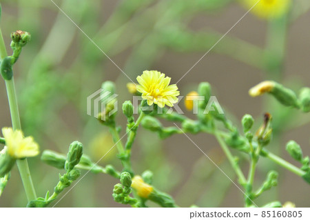 Stem lettuce flower 85160805