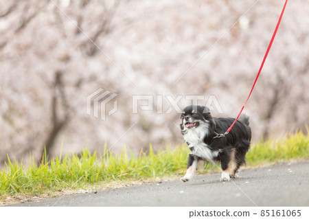 A long black coat Chihuahua walking happily next to a row of cherry blossom trees 85161065