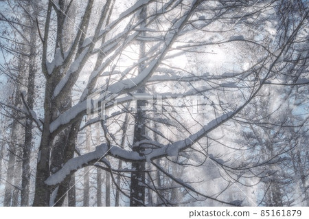 雪粉舞 85161879