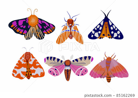 set of six brightly colored moths. Vector illustration 85162269
