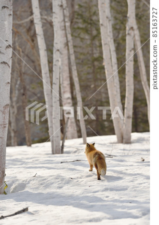 北極狐走在冬季森林（北海道） 85163727