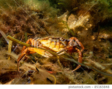 A close-up picture of a crab among seaweed 85163848