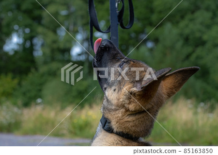 Dog portrait of an eleven weeks old German Shepherd puppy. Green grass background Dog portrait of an eleven weeks old German Shepherd puppy. Green grass background 85163850