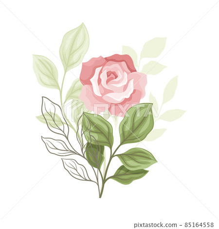Showy Rose Flower on Leafy Stem as Garden Flora Closeup Vector Illustration Showy Rose Flower on Leafy Stem as Garden Flora Closeup Vector Illustration 85164558