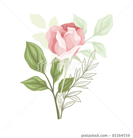 Showy Rose Flower on Leafy Stem as Garden Flora Closeup Vector Illustration Showy Rose Flower on Leafy Stem as Garden Flora Closeup Vector Illustration 85164559