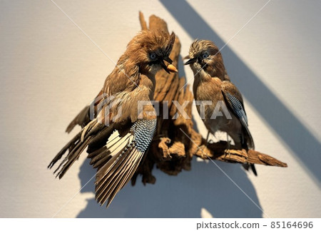 stuffed animal on display in a nature museum 85164696