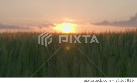 agriculture, wheat field on the farm, beautiful sunset sky in spring, summer green wheat growing on the plantation, ear of rural land, dawn for ripening rye, business farming, organic ears concept 85165939