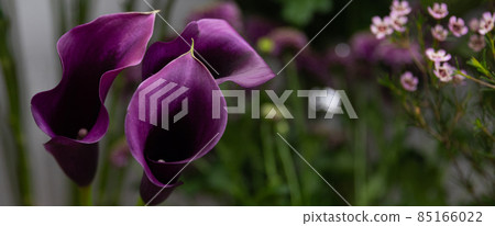 Calla flowers close-up in a bouquets shop 85166022