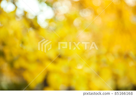 Blurred view of autumn foliage outdoors. Bokeh effect Blurred view of autumn foliage outdoors. Bokeh effect 85166168
