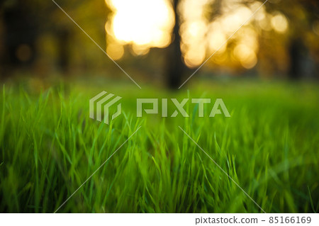 Bright green grass in park. Bokeh effect Bright green grass in park. Bokeh effect 85166169