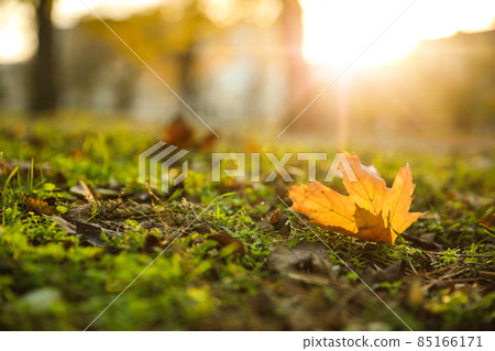 Autumn leaf on green grass in park. Bokeh effect Autumn leaf on green grass in park. Bokeh effect 85166171