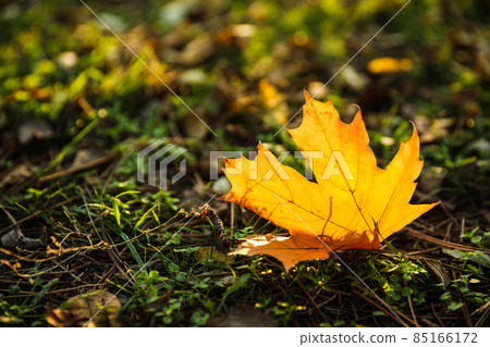 Autumn leaf on green grass in park. Bokeh effect 85166172