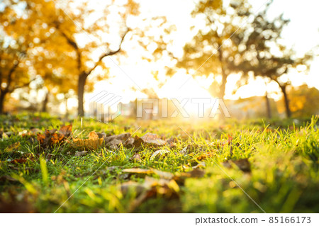 Fallen leaves on green grass in park. Bokeh effect Fallen leaves on green grass in park. Bokeh effect 85166173