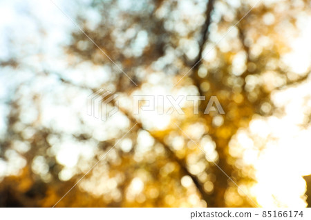 Blurred view of autumn tree outdoors. Bokeh effect Blurred view of autumn tree outdoors. Bokeh effect 85166174