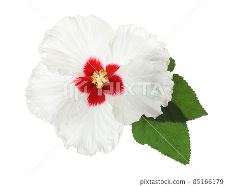 Beautiful tropical hibiscus flower with leaves isolated on white 85166179