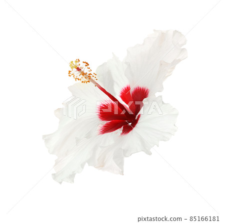Beautiful tropical hibiscus flower isolated on white Beautiful tropical hibiscus flower isolated on white 85166181