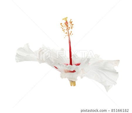 Beautiful tropical hibiscus flower isolated on white 85166182