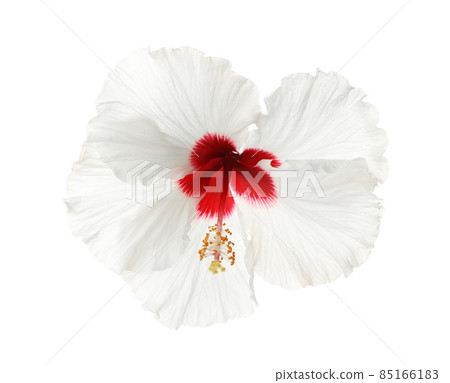 Beautiful tropical hibiscus flower isolated on white 85166183