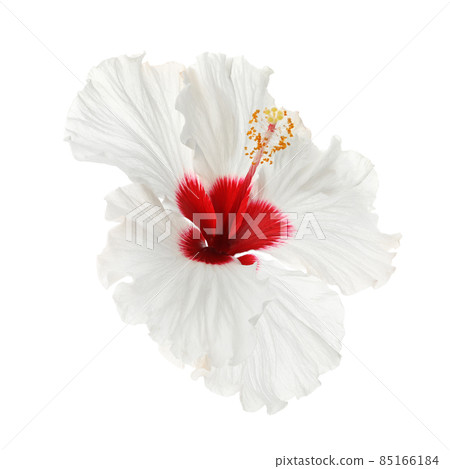 Beautiful tropical hibiscus flower isolated on white Beautiful tropical hibiscus flower isolated on white 85166184