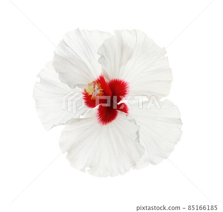 Beautiful tropical hibiscus flower isolated on white Beautiful tropical hibiscus flower isolated on white 85166185