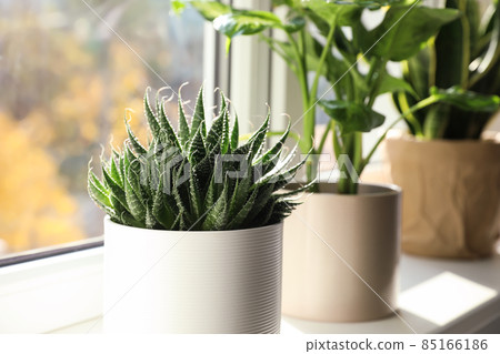 Beautiful succulent plant on windowsill at home 85166186