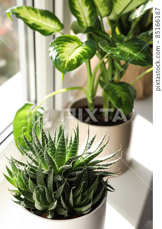 Different potted plants near window at home Different potted plants near window at home 85166187