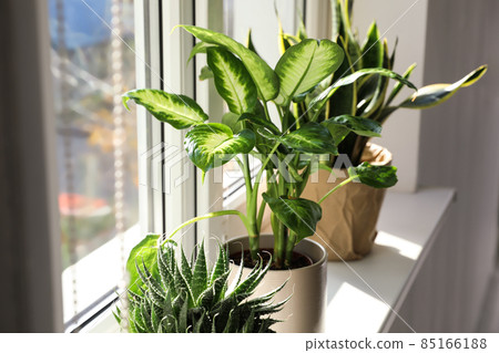 Different potted plants near window at home Different potted plants near window at home 85166188