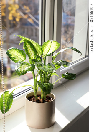 Beautiful Dieffenbachia plant on windowsill at home Beautiful Dieffenbachia plant on windowsill at home 85166190