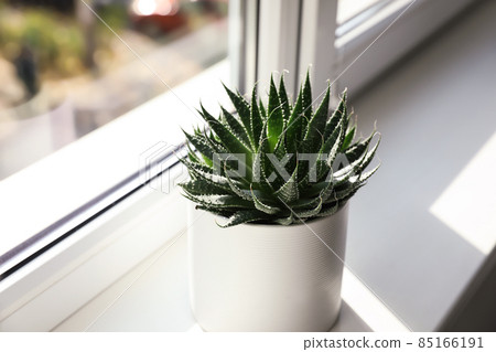 Beautiful succulent plant on windowsill at home Beautiful succulent plant on windowsill at home 85166191