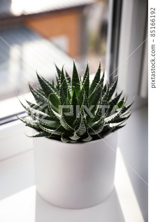 Beautiful succulent plant on windowsill at home Beautiful succulent plant on windowsill at home 85166192