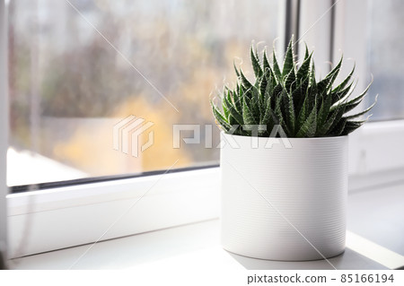 Beautiful succulent plant on windowsill at home, space for text 85166194