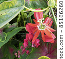 Passiflora coccinea bright red flower. Natural close up photo. 85166260