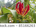 Gloriosa superba bright flower. Natural close up photo. 85166263