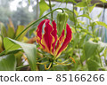 Gloriosa superba bright flower. Natural close up photo. 85166266