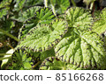 Bright green Begonia plant in Botanical Garden. Natural close up photo. 85166268