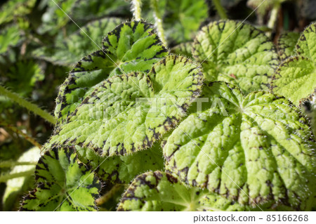 Bright green Begonia plant in Botanical Garden. Natural close up photo. Bright green Begonia plant in Botanical Garden. Natural close up photo. 85166268