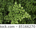Maidenhair Fern plant in summer park. Natural close up photo. Alternative medicine ingridients. 85166270