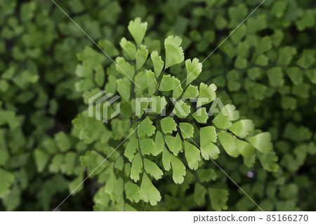 Maidenhair Fern plant in summer park. Natural close up photo. Alternative medicine ingridients. Maidenhair Fern plant in summer park. Natural close up photo. Alternative medicine ingridients. 85166270
