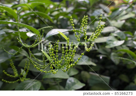 Chloranthus spicatus Thunb Makino, leaves and flowers. Natural close up photo. Chloranthus spicatus Thunb Makino, leaves and flowers. Natural close up photo. 85166273