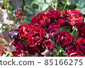 Dark red rose Lavaglut blooming in the garden. Beautiful flowers with sunshine. 85166275