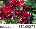 Dark red rose Lavaglut blooming in the garden. Beautiful flowers with sunshine. 85166278